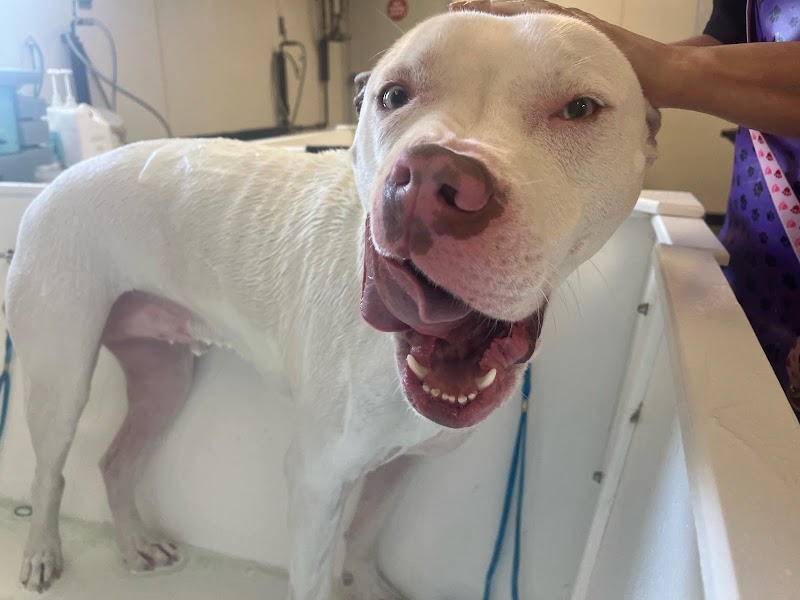 Best Friends Total Pet Care photo 3