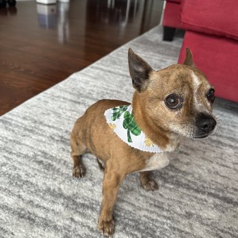 EmBark Pet Spa photo 3