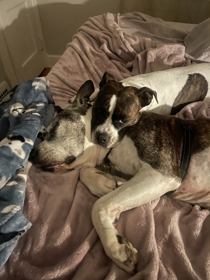 Northeast Ohio SPCA photo 3