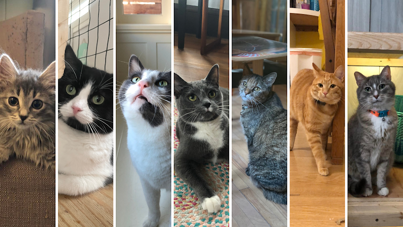 Daily Dog Walking and Kitty Cat Care photo 2