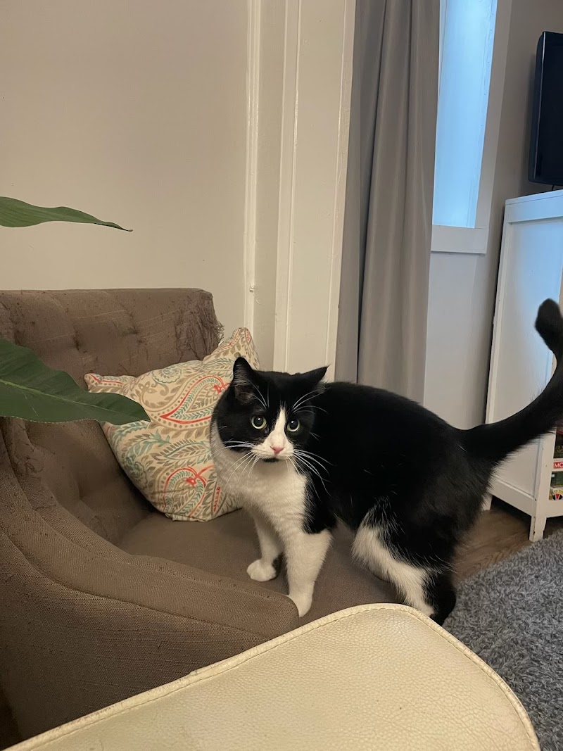 Daily Dog Walking and Kitty Cat Care photo 3