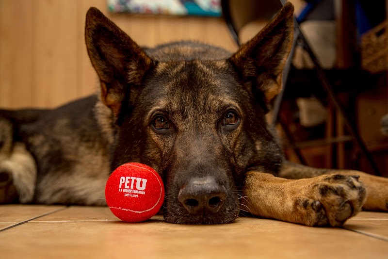 Pet University