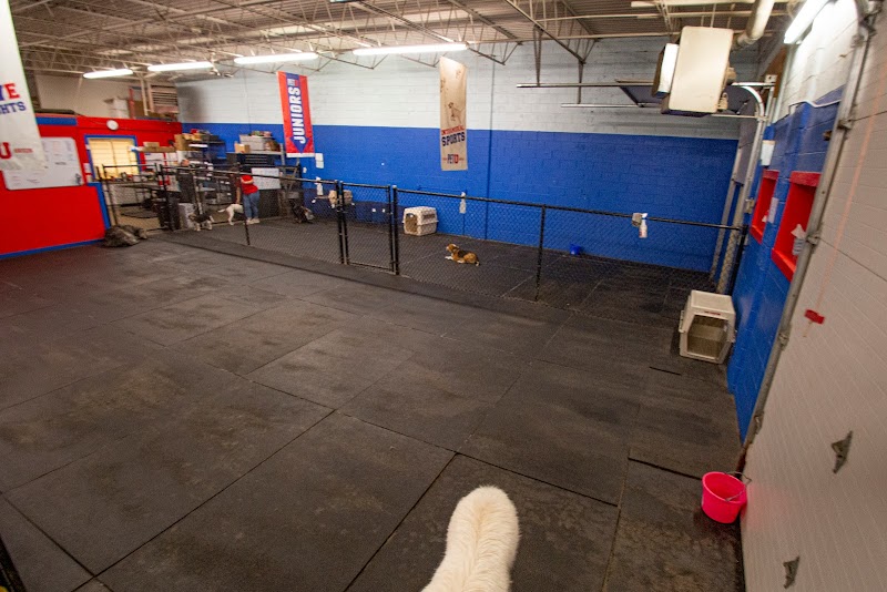 Pet University photo 2