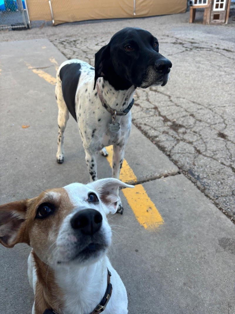 Pet University photo 3