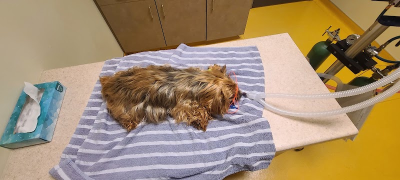 Lake Street Animal Hospital photo 3