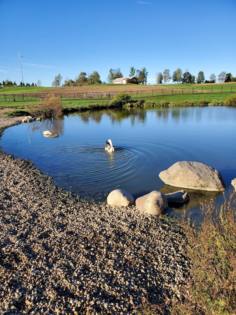 Canine Meadow Dog Park photo 2