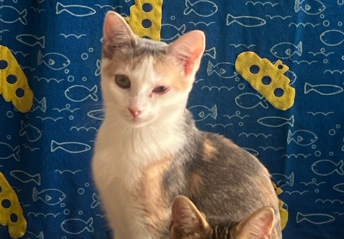 Felines & Canines photo 2