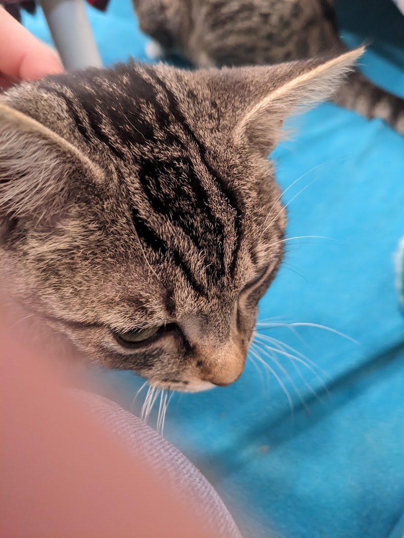 Felines & Canines photo 3