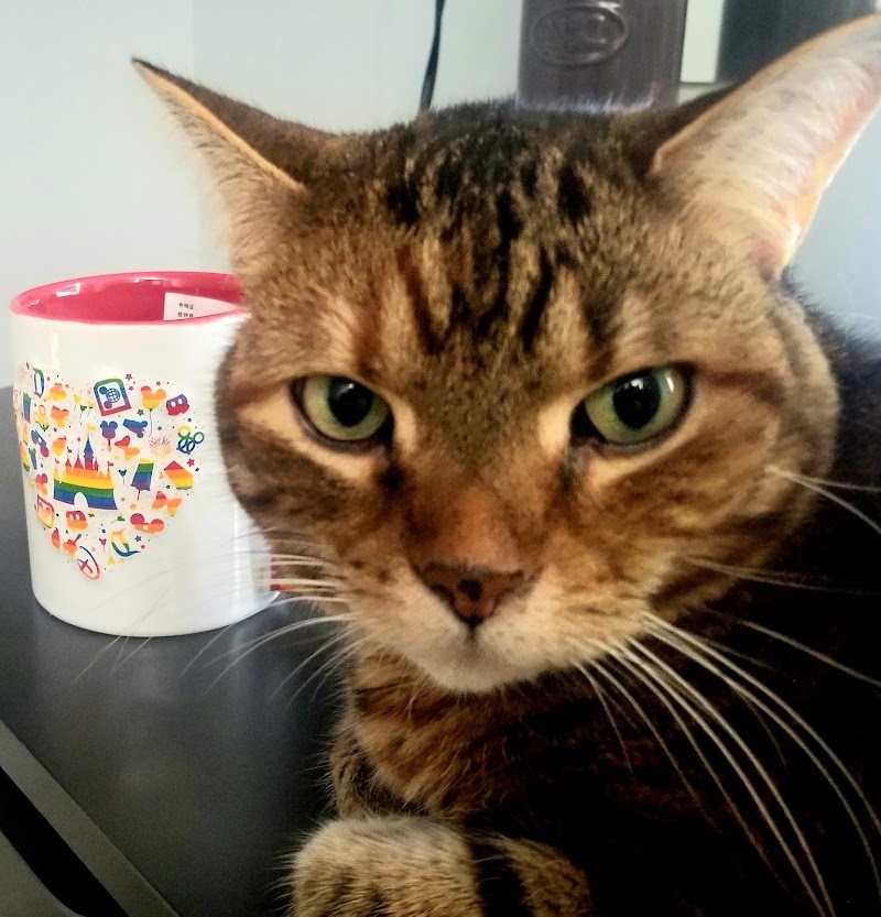 Animal Advocates Veterinary Hospital photo 3