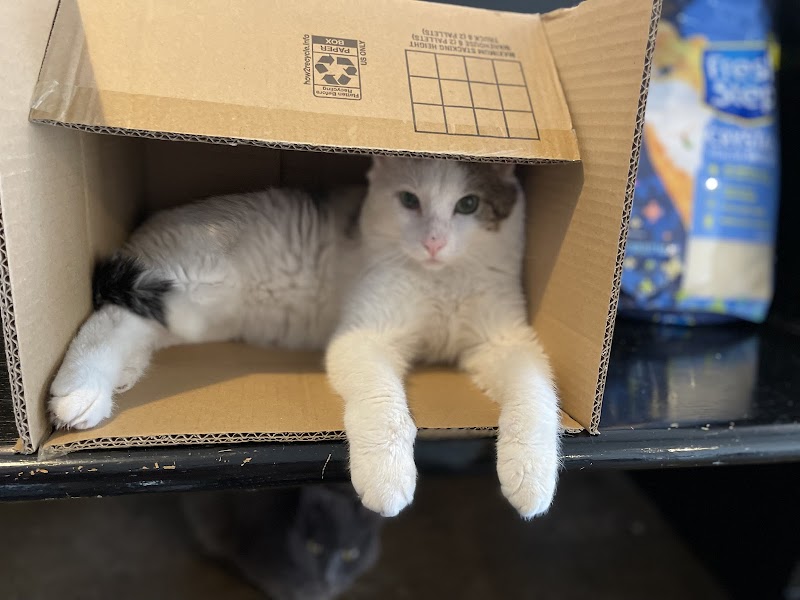 Catfe Lounge photo 2