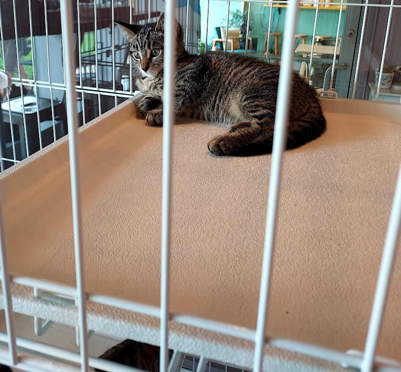 Catfe Lounge photo 3