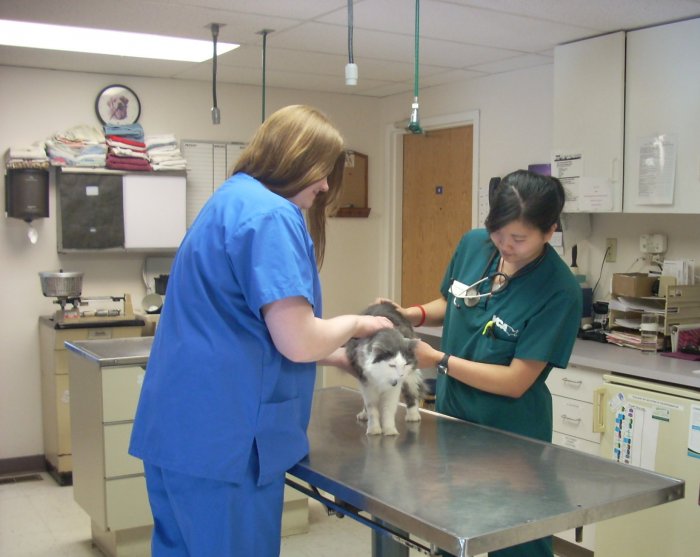 VCA Cedar Animal Hospital photo 3