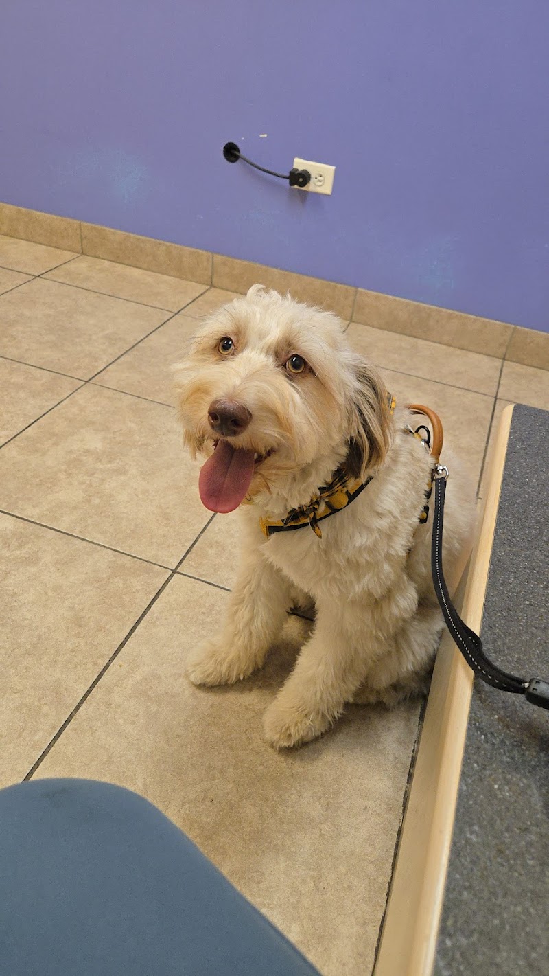 C-VET Animal Hospital photo 2