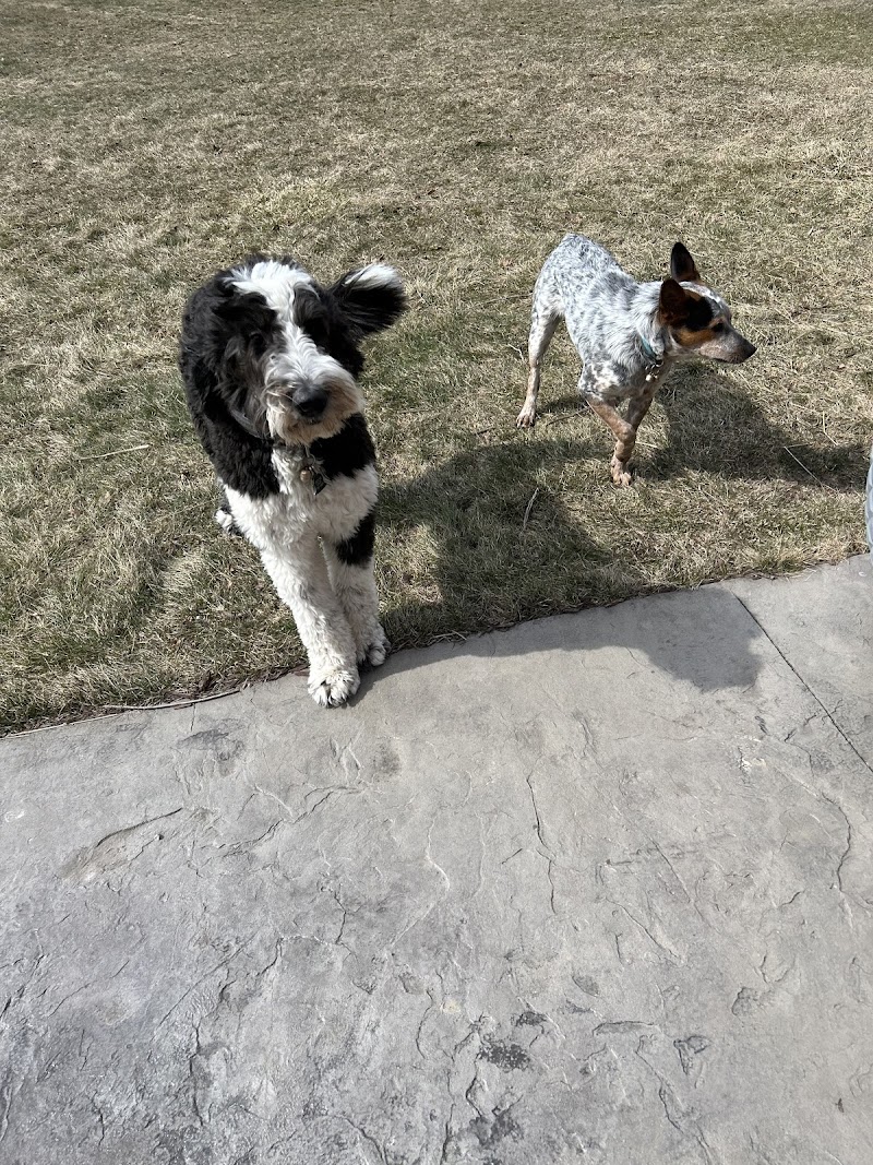 Paddington’s Pals photo 3