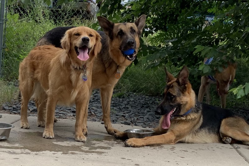 Lyndale Farmstead Off Leash Dog Park photo 3