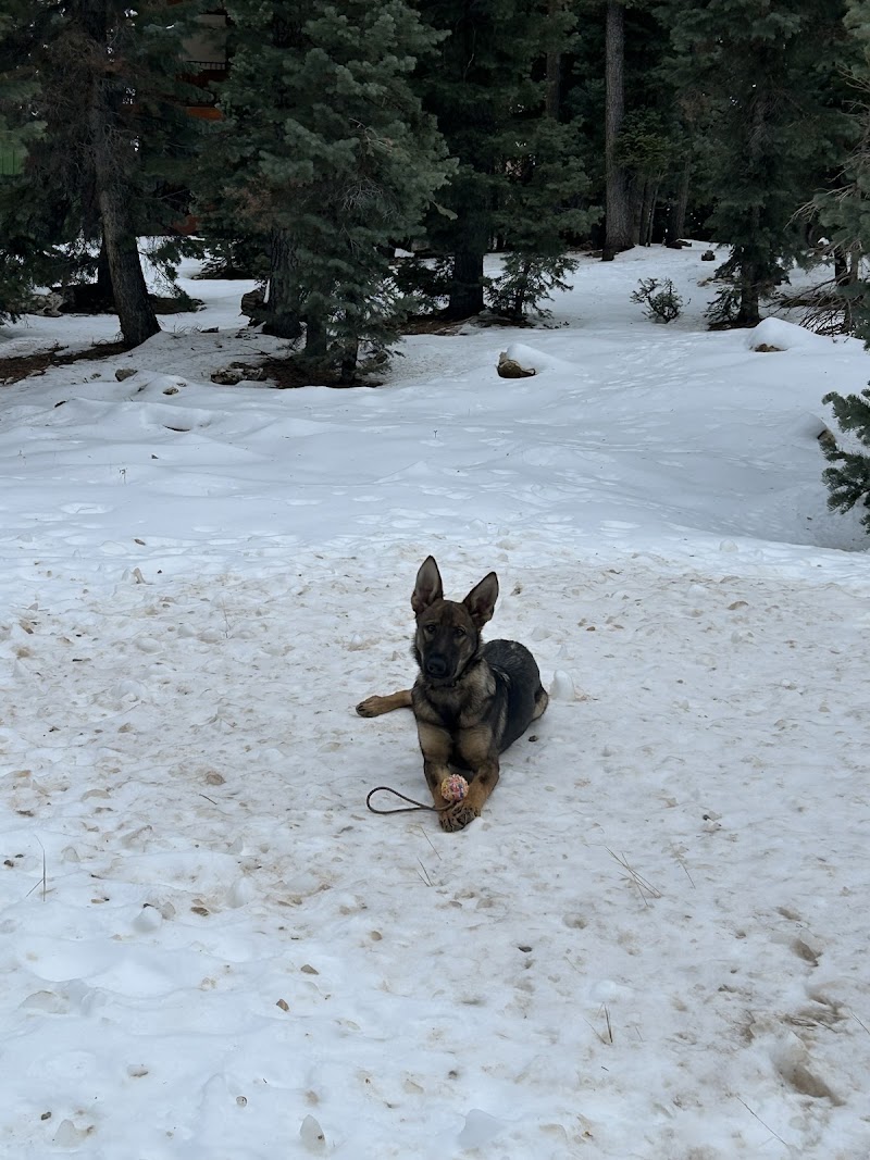 CactusK9Training LLC