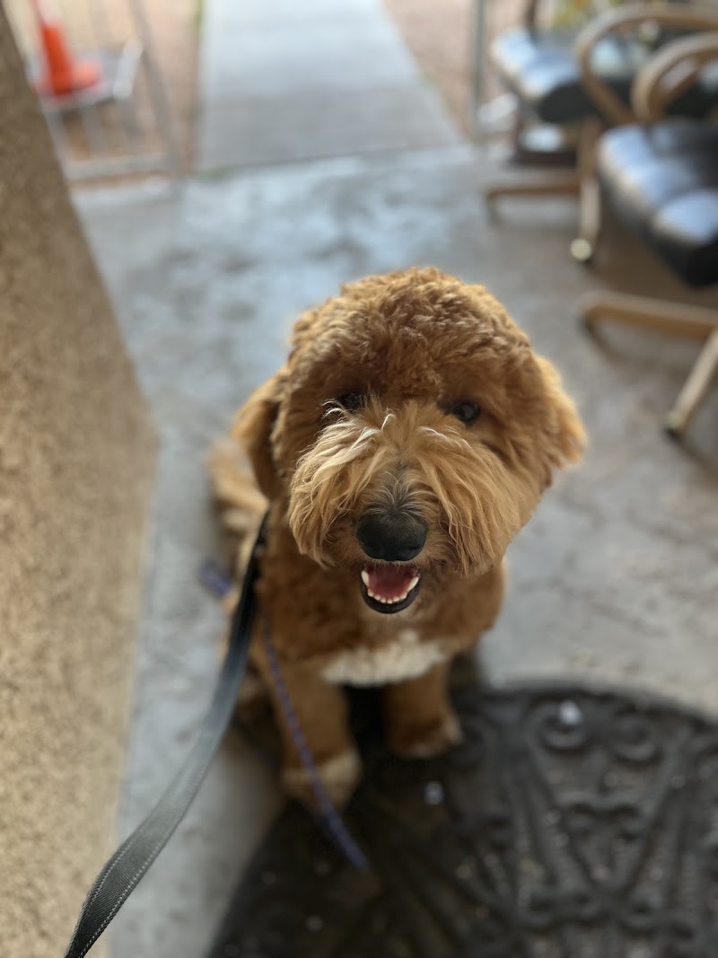 CactusK9Training LLC photo 2