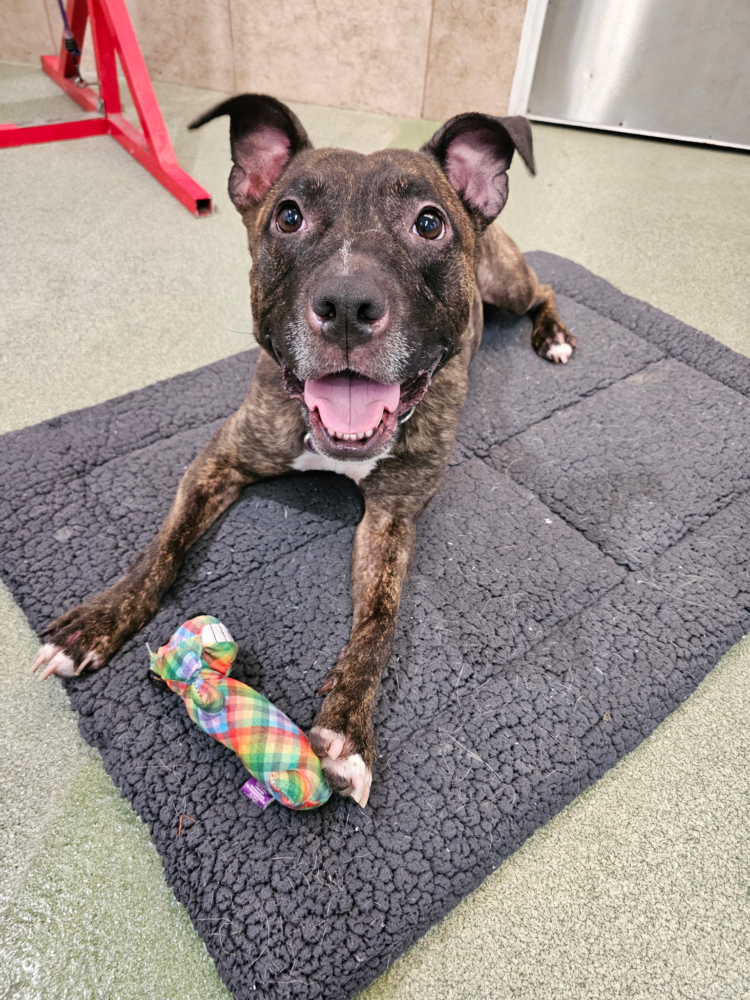 Cagefree K-9 Camp