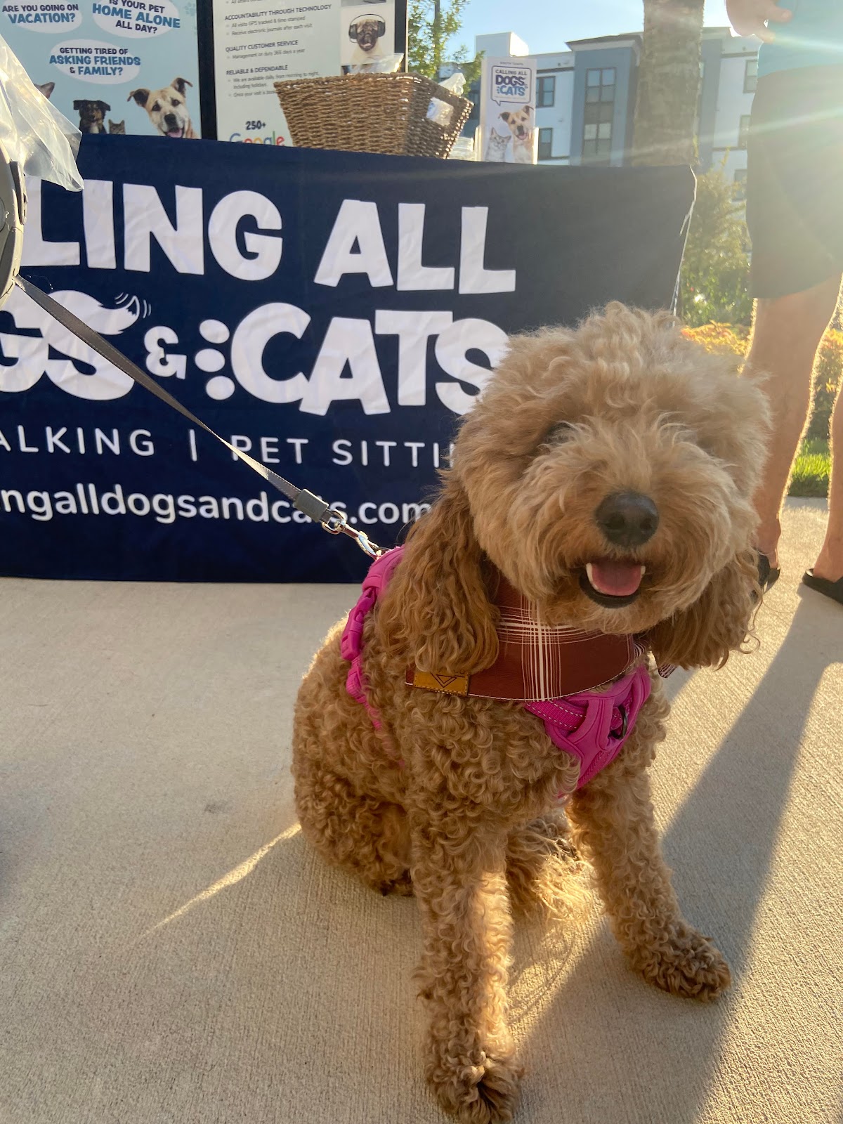 Calling All Dogs & Cats of Tampa