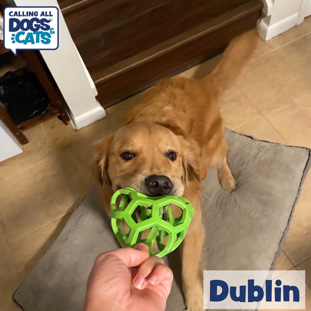 Calling All Dogs & Cats of Tampa photo 2