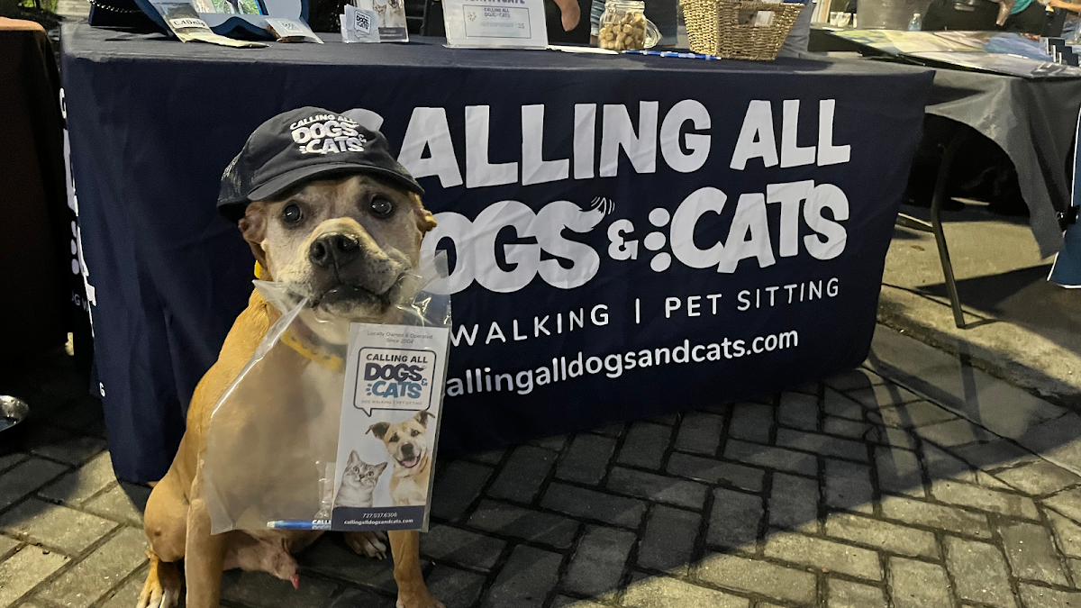 Calling All Dogs & Cats of Tampa photo 3