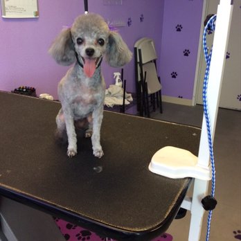 Calling All Paws photo 2