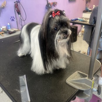 Calling All Paws photo 3