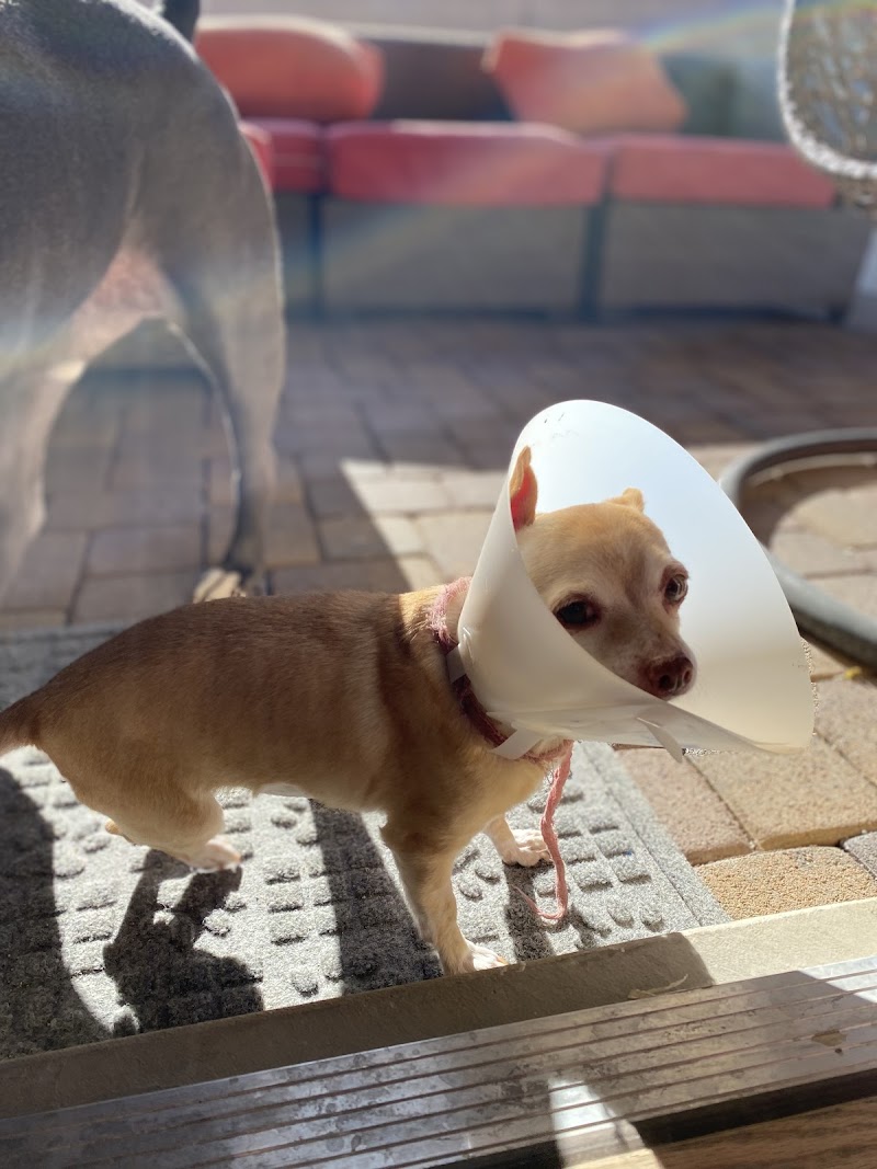 Camino Al Norte Animal Hospital photo 3