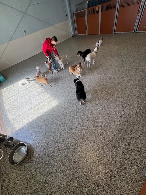 Camp Bow Wow Austin photo 2