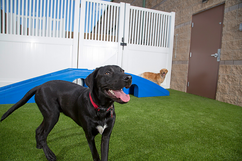 Camp Bow Wow Denver Central photo 3