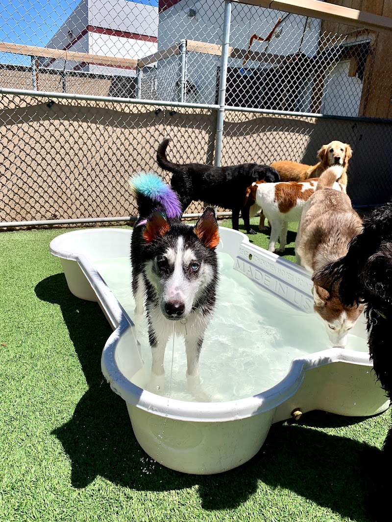 Camp Bow Wow Las Vegas photo 2