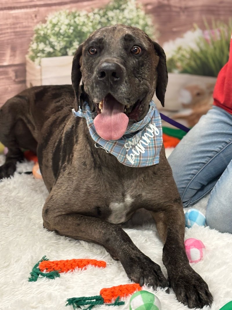 Camp Bow Wow Las Vegas photo 3