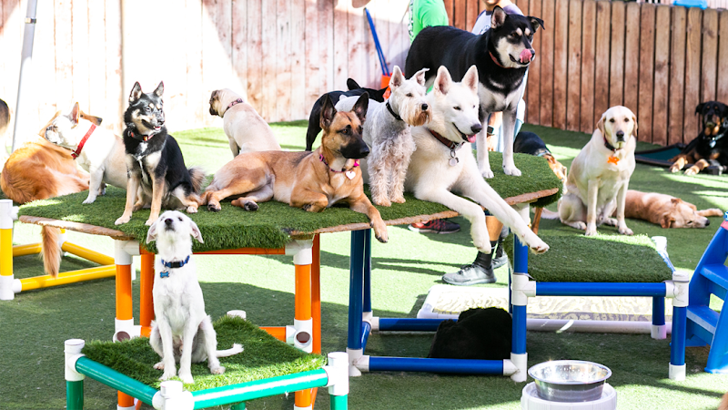 Camp Run-A-Mutt Chula Vista