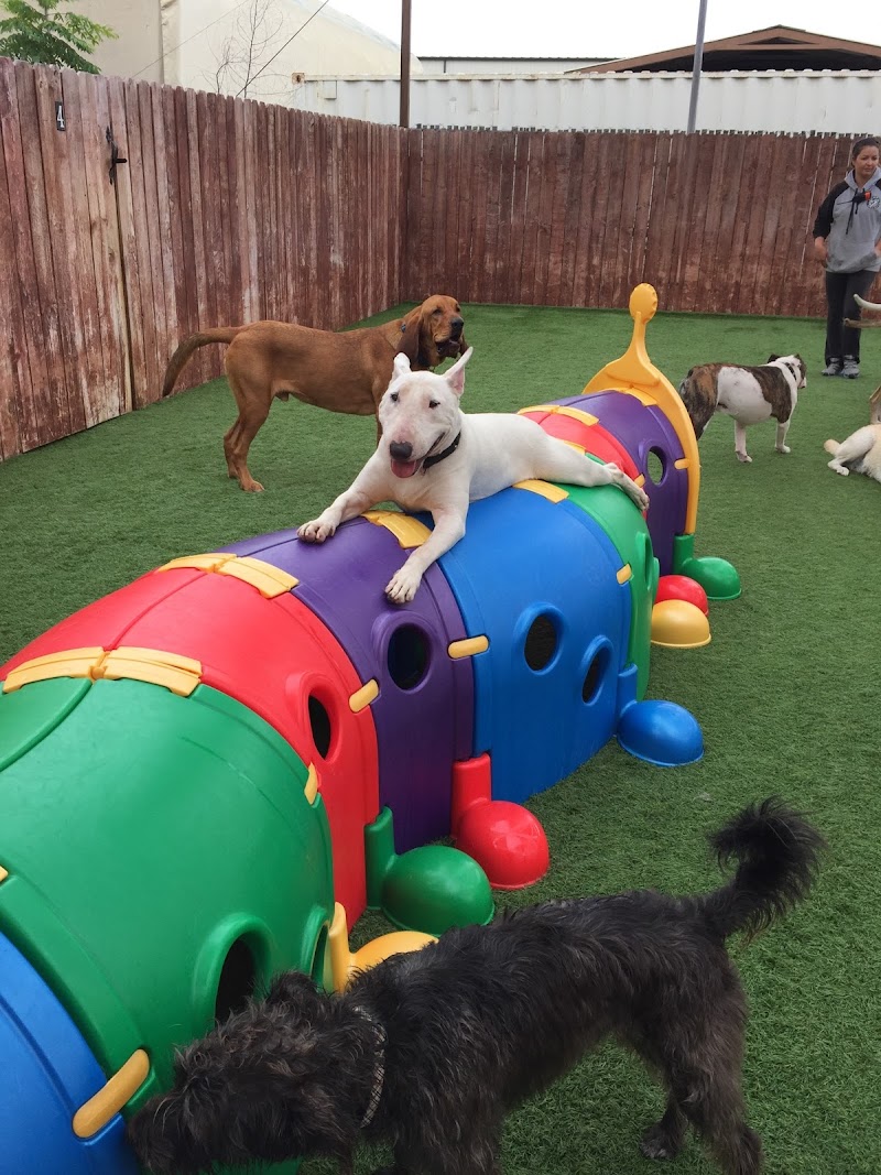 Camp Run-A-Mutt Chula Vista photo 2