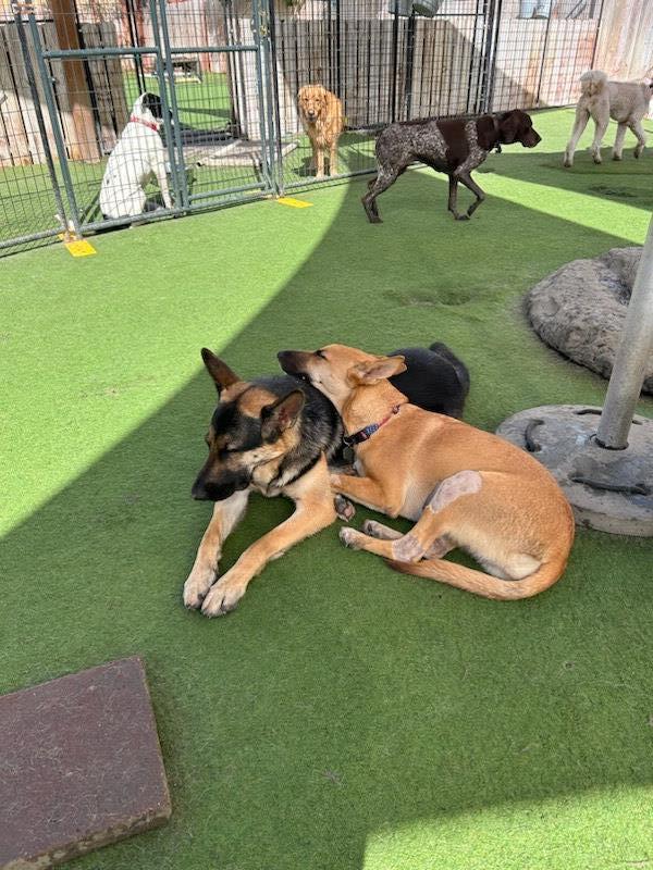 Camp Run-A-Mutt Chula Vista photo 3