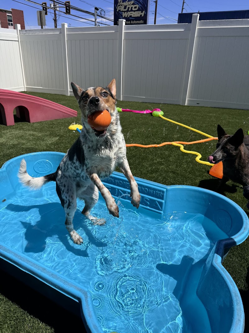 Canine Fitness & Fun Center photo 2