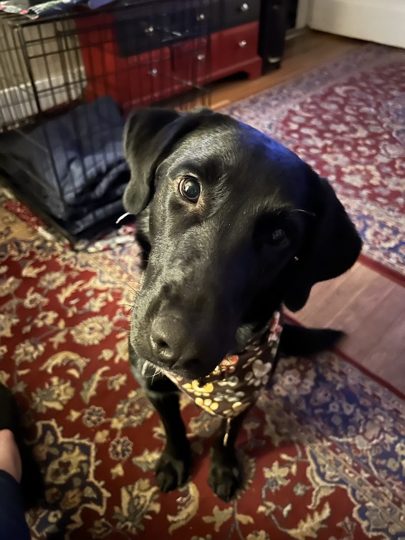 Canine Fitness & Fun Center photo 3