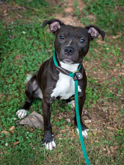 Canine Ph.D. Dog Training, Inc.