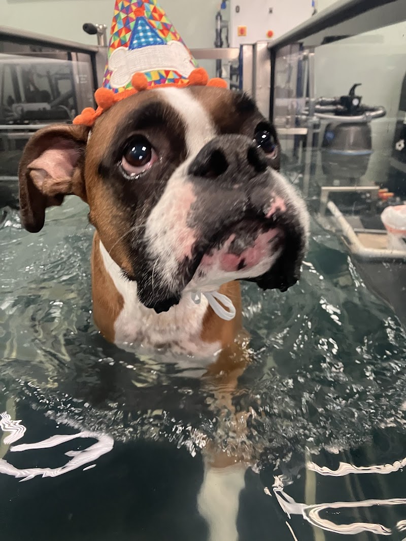 Canine Rehabilitation & Conditioning Group LLC