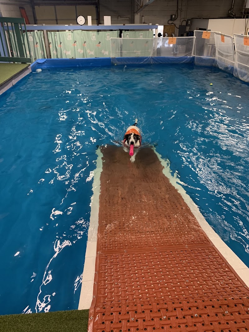 Canine Rehabilitation & Conditioning Group LLC photo 2