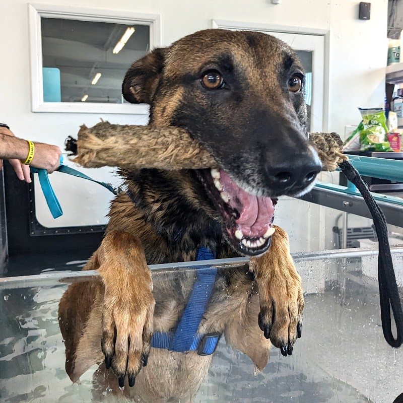 Canine Rehabilitation Of Orange County photo 3