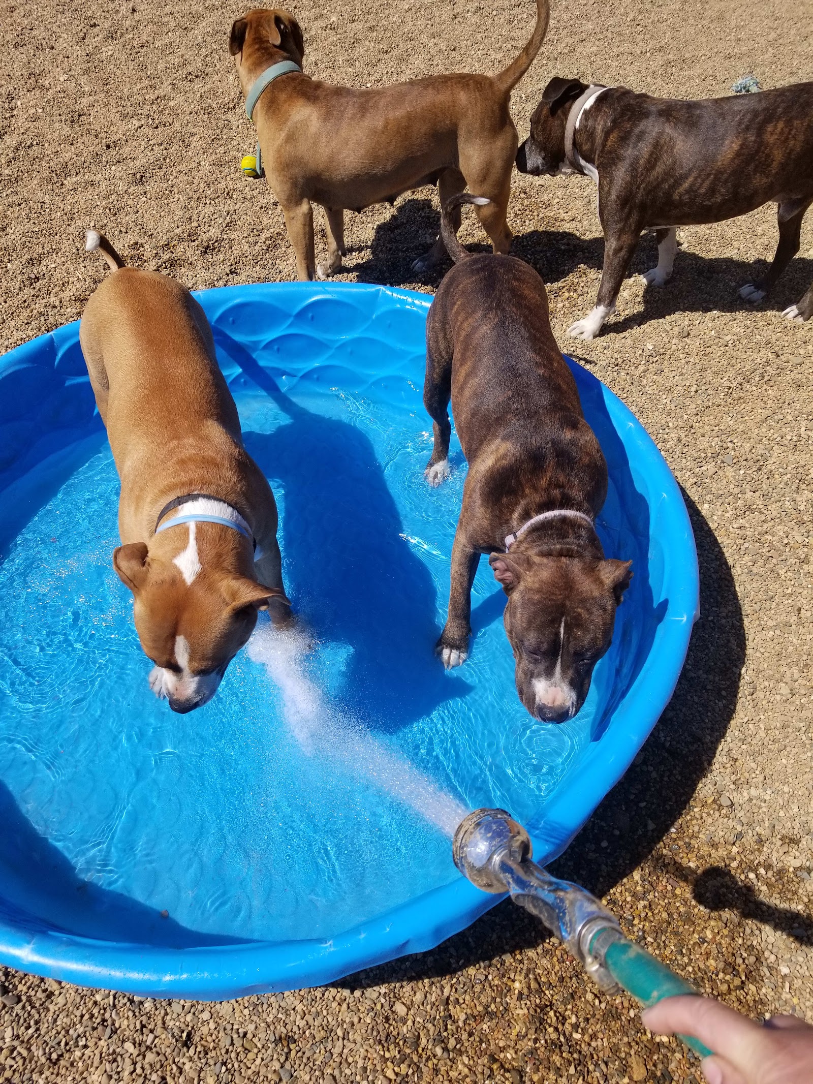 Carfield's Kennels