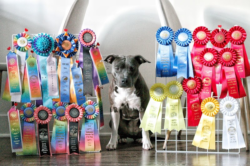 Carpe Diem Dog Training