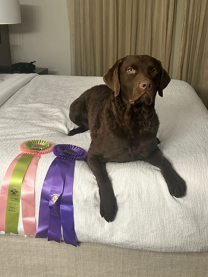 Carpe Diem Dog Training photo 2