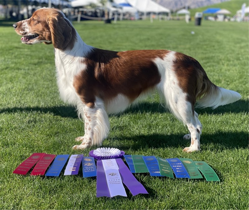 Carpe Diem Dog Training photo 3