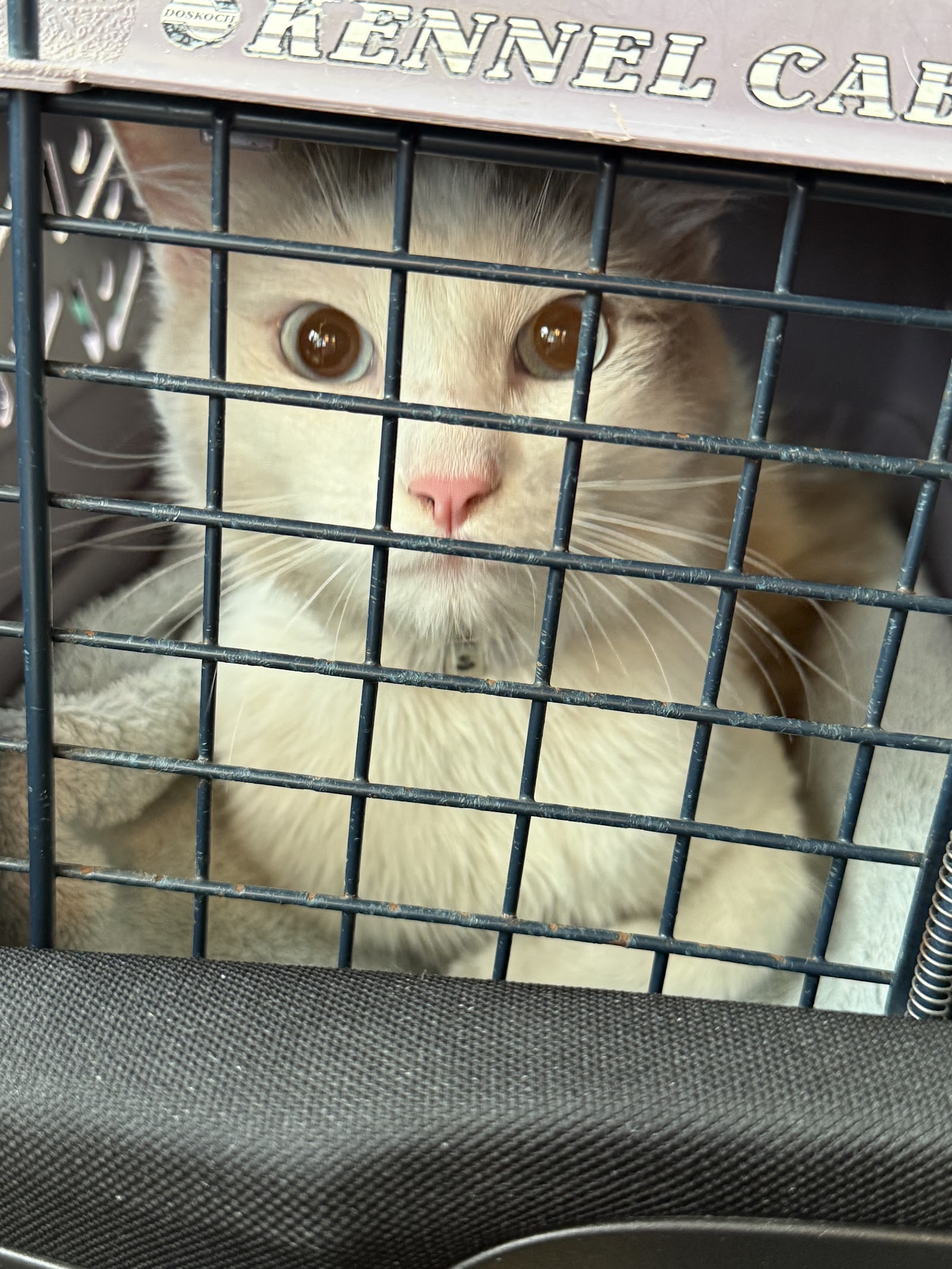 Carson Animal Shelter