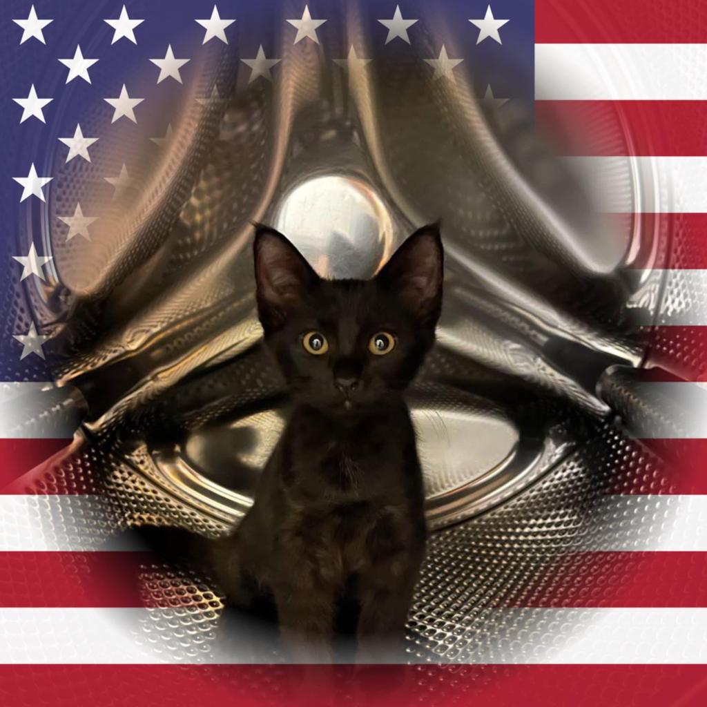Cat Adoption Los Angeles - Furry Friends