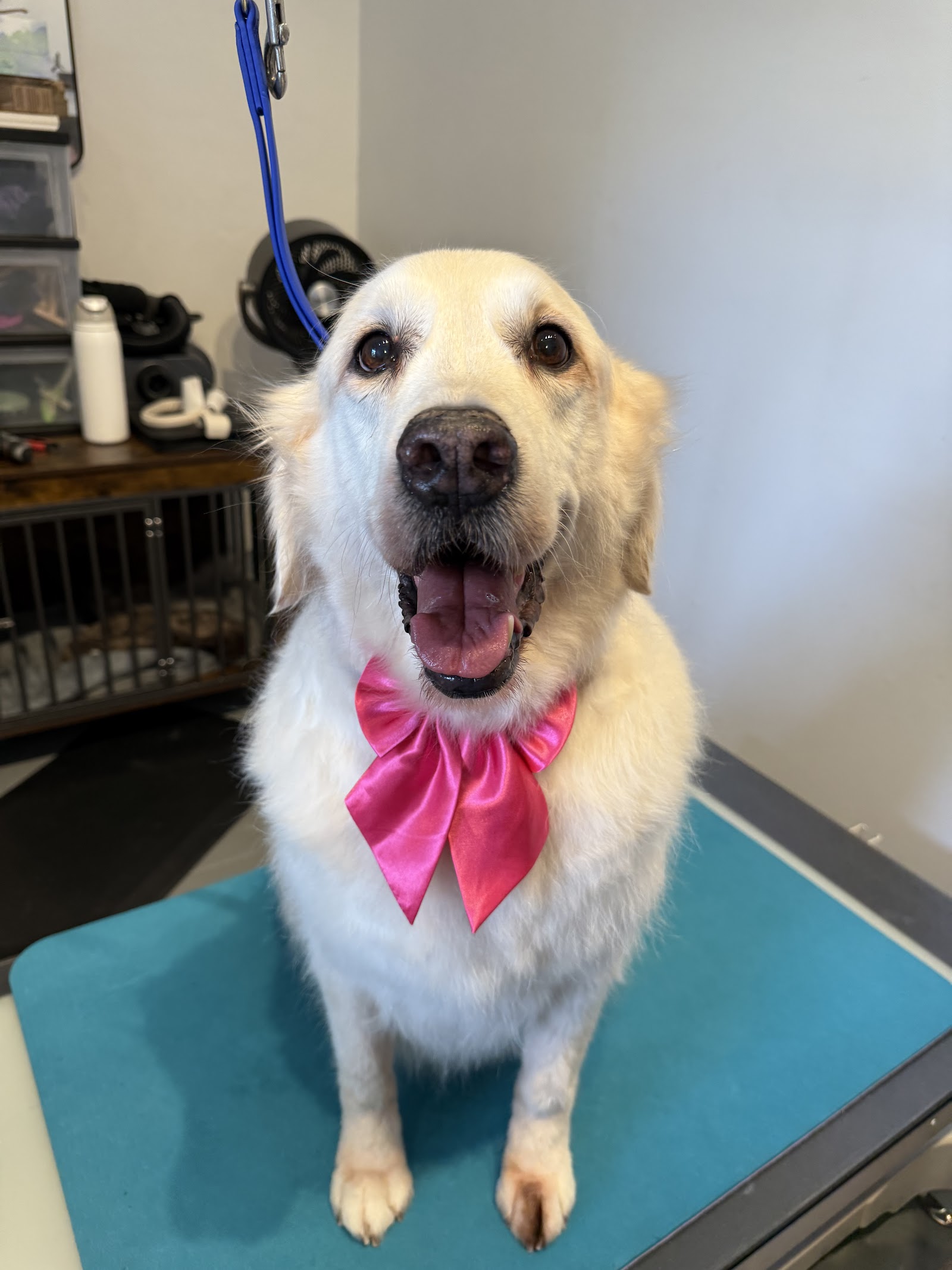 Cat the Dog Groomer