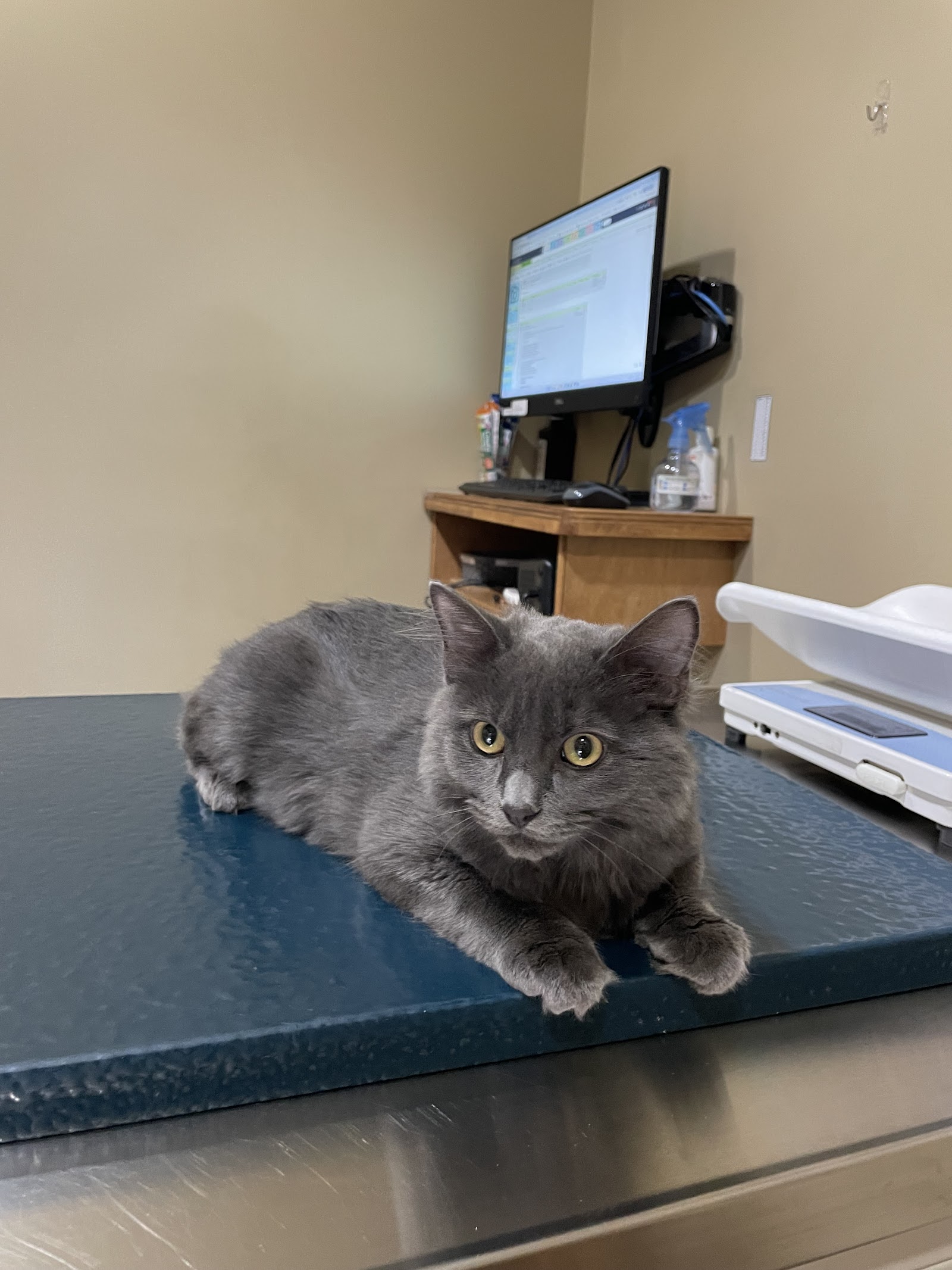 Cat Veterinary Clinic