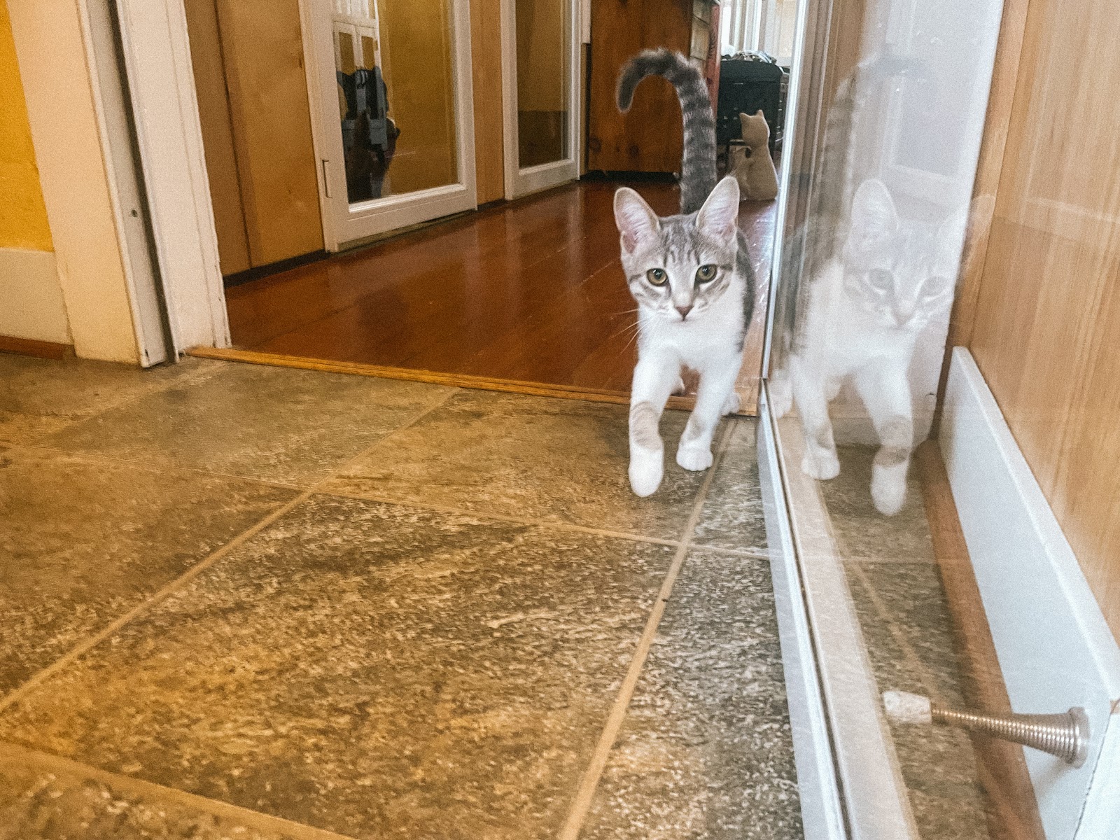 Cats in the City - Luxury Cat Hotel